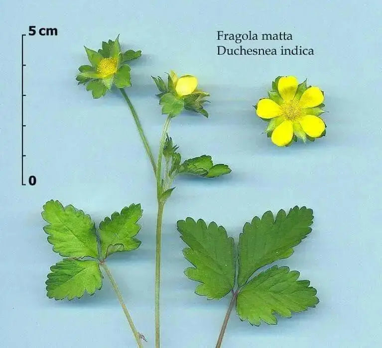 Indian Strawberry seeds, PERENNIAL GROUNDCOVER - Caribbean garden seed