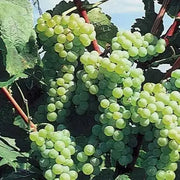 interlaken GREEN GRAPE VINE ,2 YR LIVE  Plant, PERENNIAL SHRUB - Caribbean garden seed