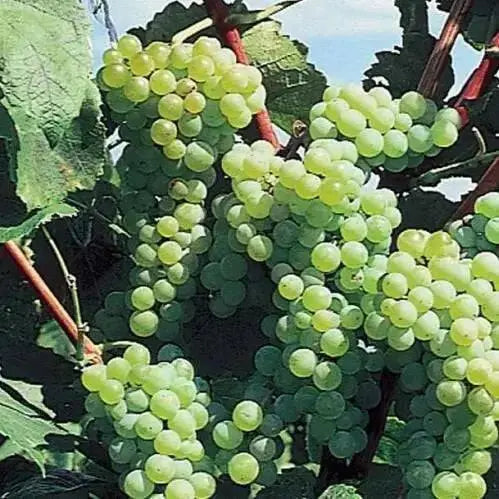 interlaken GREEN GRAPE VINE ,2 YR LIVE  Plant, PERENNIAL SHRUB - Caribbean garden seed