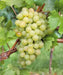 interlaken GREEN GRAPE VINE ,2 YR LIVE  Plant, PERENNIAL SHRUB - Caribbean garden seed