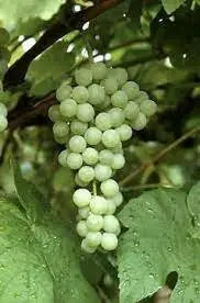 interlaken GREEN GRAPE VINE ,2 YR LIVE  Plant, PERENNIAL SHRUB - Caribbean garden seed