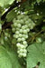 interlaken GREEN GRAPE VINE ,2 YR LIVE  Plant, PERENNIAL SHRUB - Caribbean garden seed