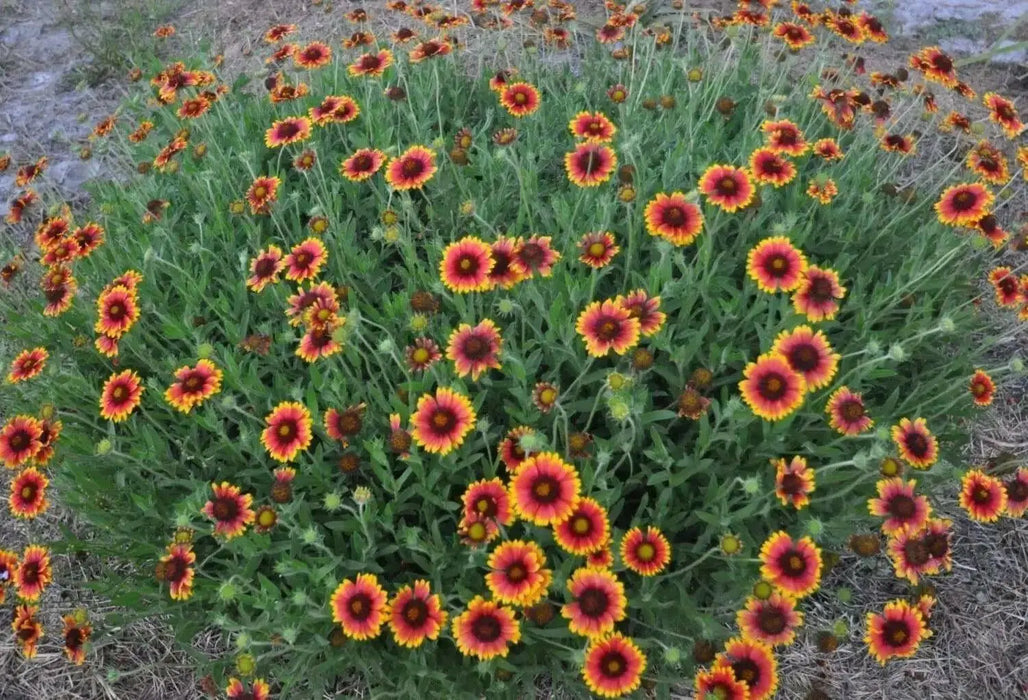 Indian Blanket flower Seeds , PERENNIAL - Caribbean garden seed
