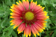 Indian Blanket flower Seeds , PERENNIAL - Caribbean garden seed