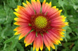 Indian Blanket flower Seeds , PERENNIAL - Caribbean garden seed