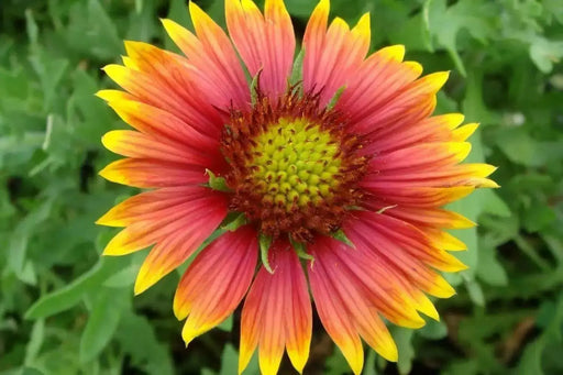 Indian Blanket flower Seeds , PERENNIAL - Caribbean garden seed