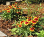 Indian Blanket flower Seeds , PERENNIAL - Caribbean garden seed