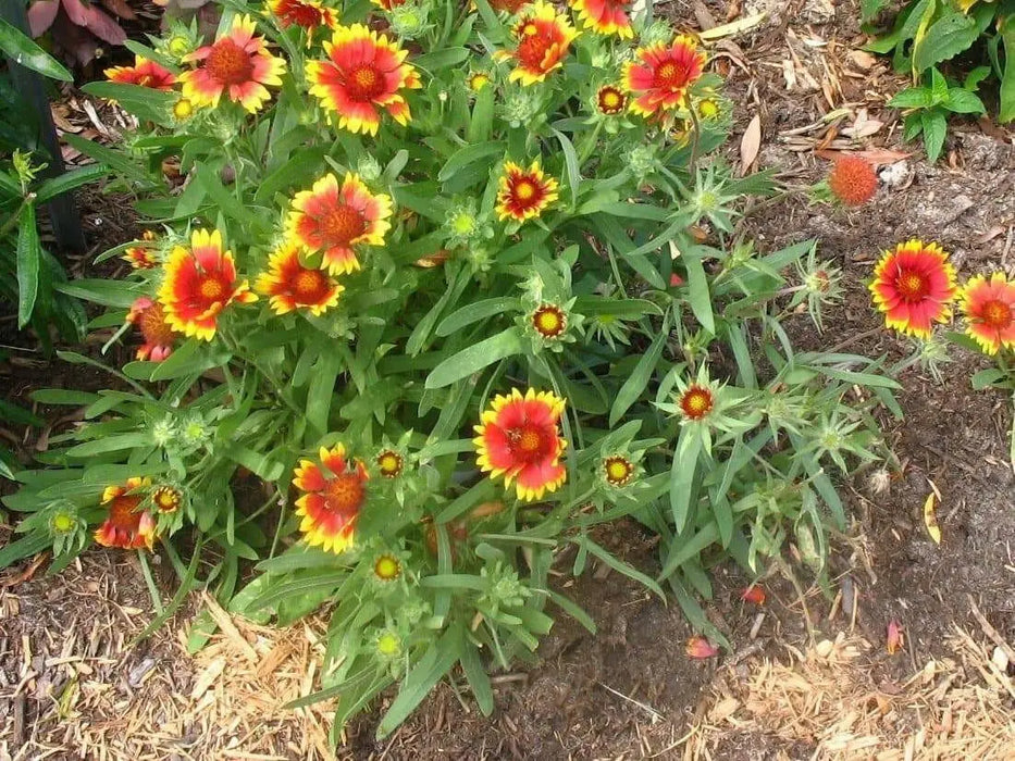 Indian Blanket flower Seeds , PERENNIAL - Caribbean garden seed