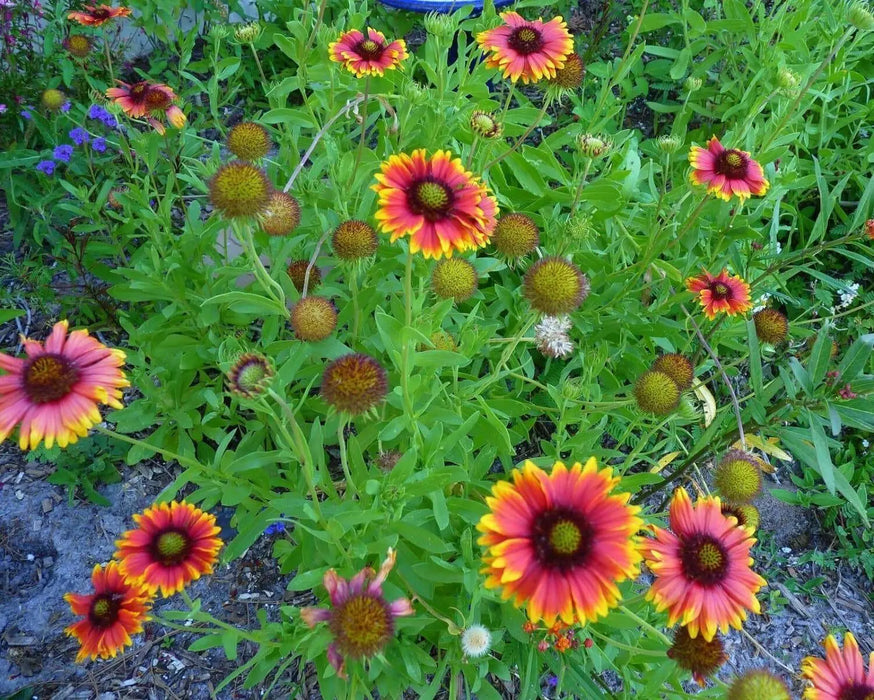 Indian Blanket flower Seeds , PERENNIAL - Caribbean garden seed