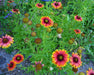 Indian Blanket flower Seeds , PERENNIAL - Caribbean garden seed