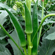 Indian OKRA SEEDS, Bhindi (Abelmoschus esculentus) ASIAN Lady Fingers. - Caribbean garden seed