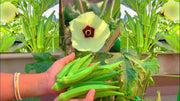 Indian OKRA SEEDS, Bhindi (Abelmoschus esculentus) ASIAN Lady Fingers. - Caribbean garden seed