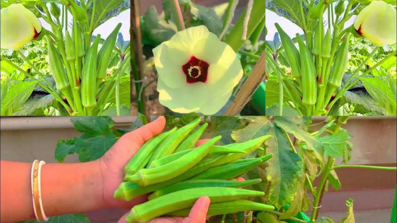 Indian OKRA SEEDS, Bhindi (Abelmoschus esculentus) ASIAN Lady Fingers. - Caribbean garden seed