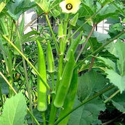 Indian OKRA SEEDS, Bhindi (Abelmoschus esculentus) ASIAN Lady Fingers. - Caribbean garden seed