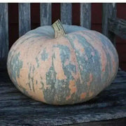 Iran Pumpkin Seeds-(Cucurbita moschata)  Calabaza - Caribbean garden seed