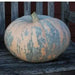Iran Pumpkin Seeds-(Cucurbita moschata)  Calabaza - Caribbean garden seed