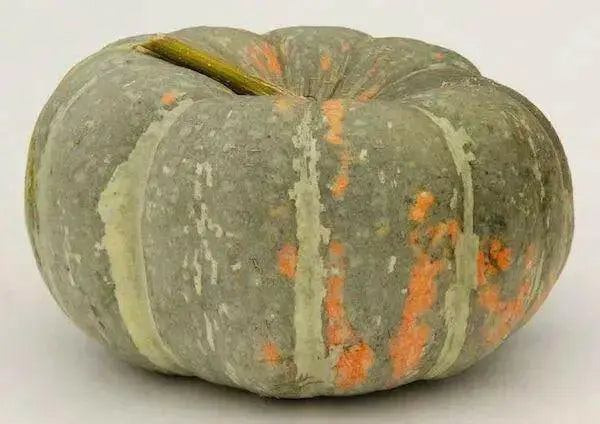 Iran Pumpkin Seeds-(Cucurbita moschata)  Calabaza - Caribbean garden seed