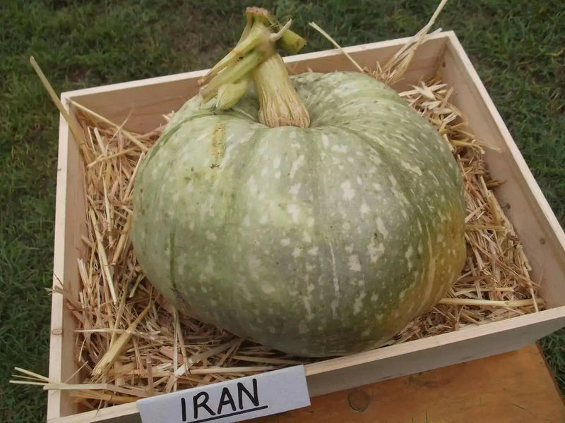 Iran Pumpkin Seeds-(Cucurbita moschata)  Calabaza - Caribbean garden seed