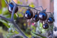Indigo Rose ,Purple Cherry Tomato, ANNUAL VEGETABLE - Caribbean garden seed