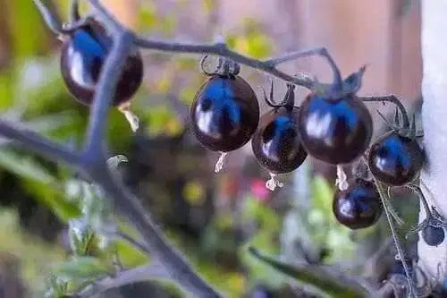 Indigo Rose ,Purple Cherry Tomato, ANNUAL VEGETABLE - Caribbean garden seed