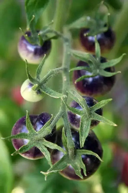 Indigo Rose ,Purple Cherry Tomato, ANNUAL VEGETABLE - Caribbean garden seed