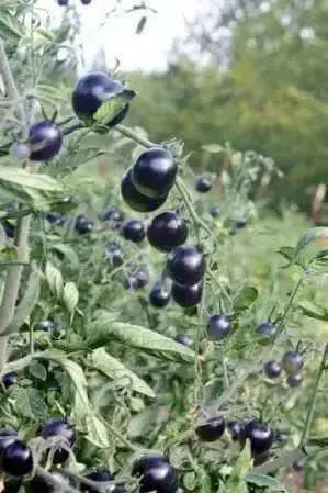 Indigo Rose ,Purple Cherry Tomato, ANNUAL VEGETABLE - Caribbean garden seed