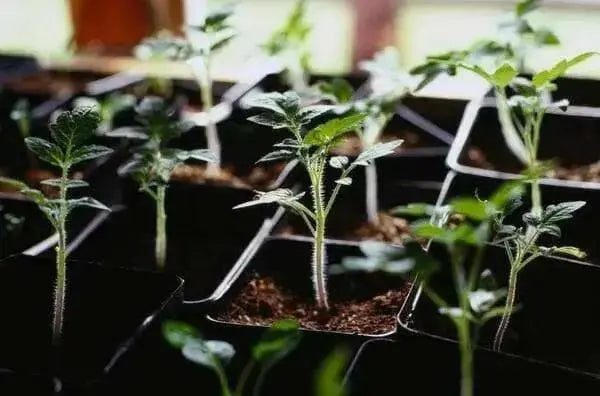 Indigo Rose ,Purple Cherry Tomato, ANNUAL VEGETABLE - Caribbean garden seed