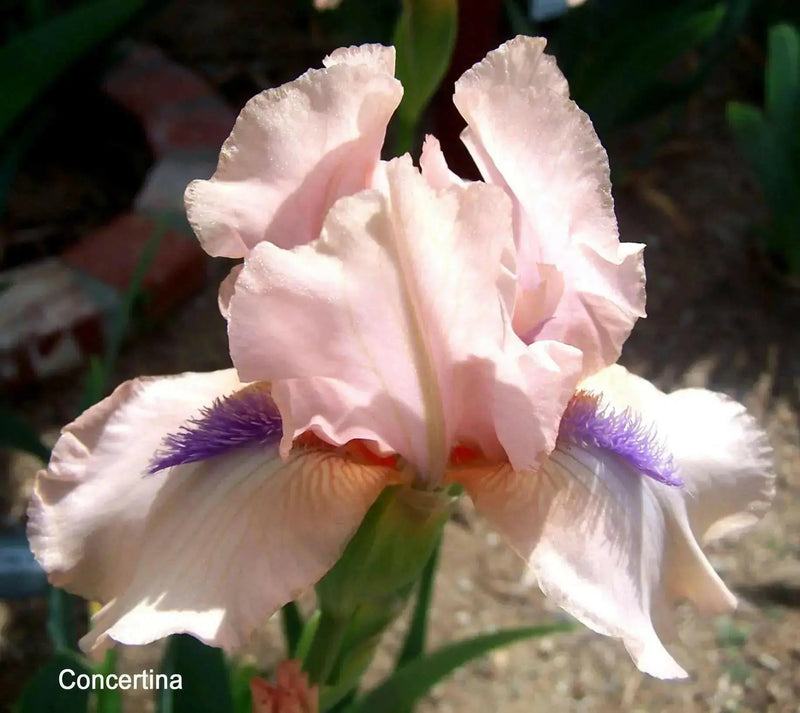 Intermediate Bearded Iris (Iris 'Concertina'), Perennial Bareroot Plant - Caribbean garden seed