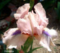 Intermediate Bearded Iris (Iris 'Concertina'), Perennial Bareroot Plant - Caribbean garden seed