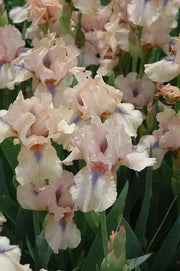 Intermediate Bearded Iris (Iris 'Concertina'), Perennial Bareroot Plant - Caribbean garden seed
