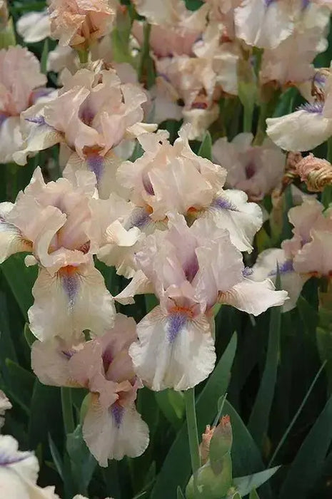 Intermediate Bearded Iris (Iris 'Concertina'), Perennial Bareroot Plant - Caribbean garden seed