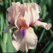 Intermediate Bearded Iris (Iris 'Concertina'), Perennial Bareroot Plant - Caribbean garden seed