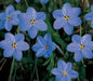 Ipheion JESSIE 'Blue' Spring Starflower , FALL bulbs - Caribbean garden seed