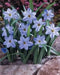 Ipheion JESSIE 'Blue' Spring Starflower , FALL bulbs - Caribbean garden seed