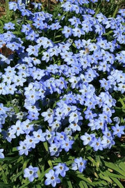 Ipheion JESSIE 'Blue' Spring Starflower , FALL bulbs - Caribbean garden seed