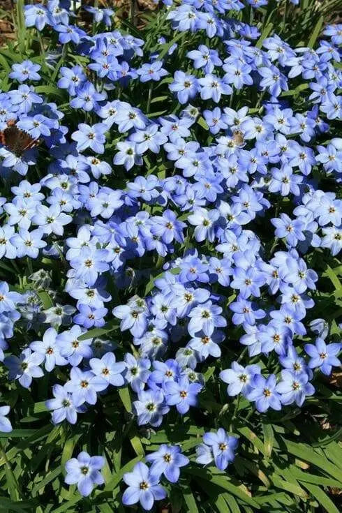 Ipheion JESSIE 'Blue' Spring Starflower , FALL bulbs - Caribbean garden seed