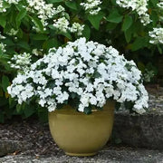 Impatiens Seeds - Baby White, ANNUAL FLOWERS - Caribbean garden seed