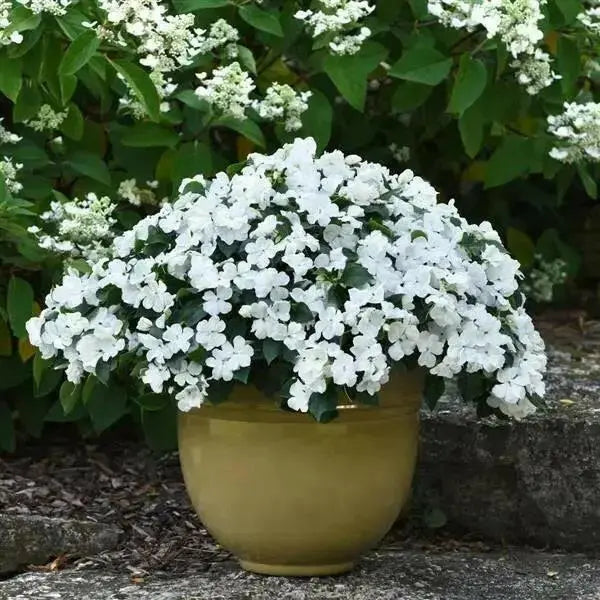 Impatiens Seeds - Baby White, ANNUAL FLOWERS - Caribbean garden seed