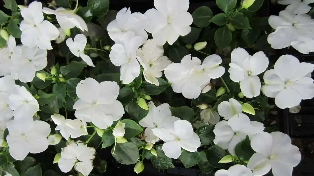 Impatiens Seeds - Baby White, ANNUAL FLOWERS - Caribbean garden seed