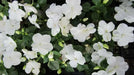 Impatiens Seeds - Baby White, ANNUAL FLOWERS - Caribbean garden seed