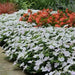 Impatiens Seeds - Baby White, ANNUAL FLOWERS - Caribbean garden seed