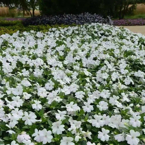 Impatiens Seeds - Baby White, ANNUAL FLOWERS - Caribbean garden seed