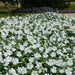 Impatiens Seeds - Baby White, ANNUAL FLOWERS - Caribbean garden seed