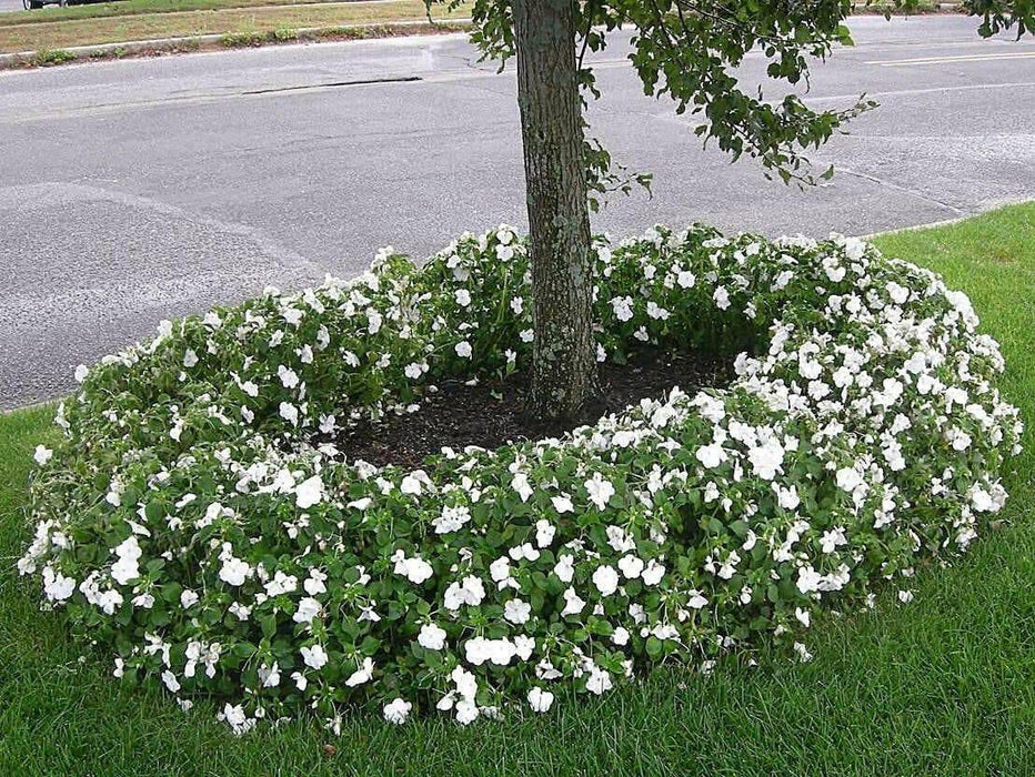 Impatiens Seeds - Baby White, ANNUAL FLOWERS - Caribbean garden seed
