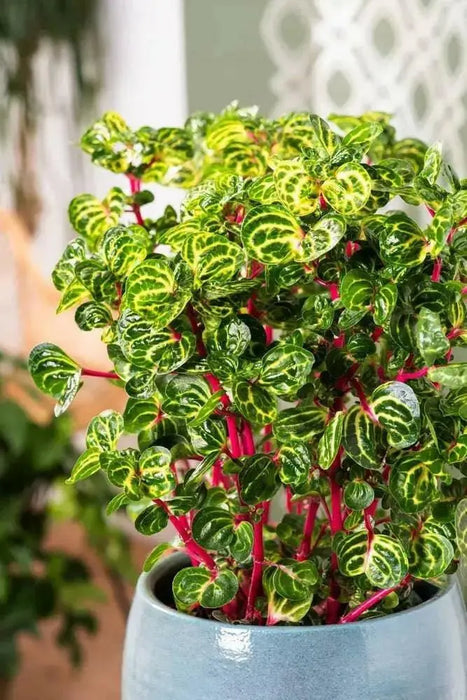 Iresine Chicken Gizzard Yellow, (live plant) perennial flowers - Caribbean garden seed