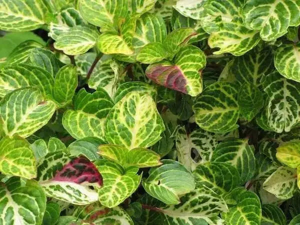 Iresine Chicken Gizzard Yellow, (live plant) perennial flowers - Caribbean garden seed