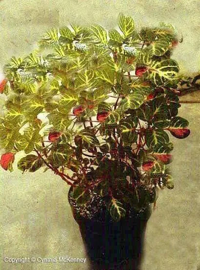 Iresine Chicken Gizzard Yellow, (live plant) perennial flowers - Caribbean garden seed