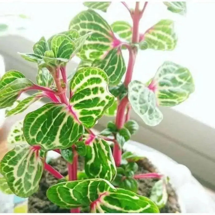 Iresine Chicken Gizzard Yellow, (live plant) perennial flowers - Caribbean garden seed