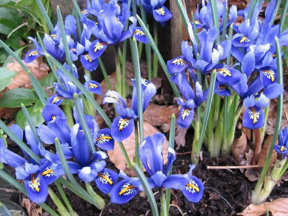 Iris Flowers Seeds, Iris Missouriensis ,HARDY PERENNIAL - Caribbean garden seed