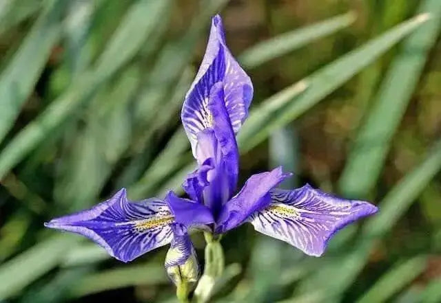 Iris Flowers Seeds, Iris Missouriensis ,HARDY PERENNIAL - Caribbean garden seed